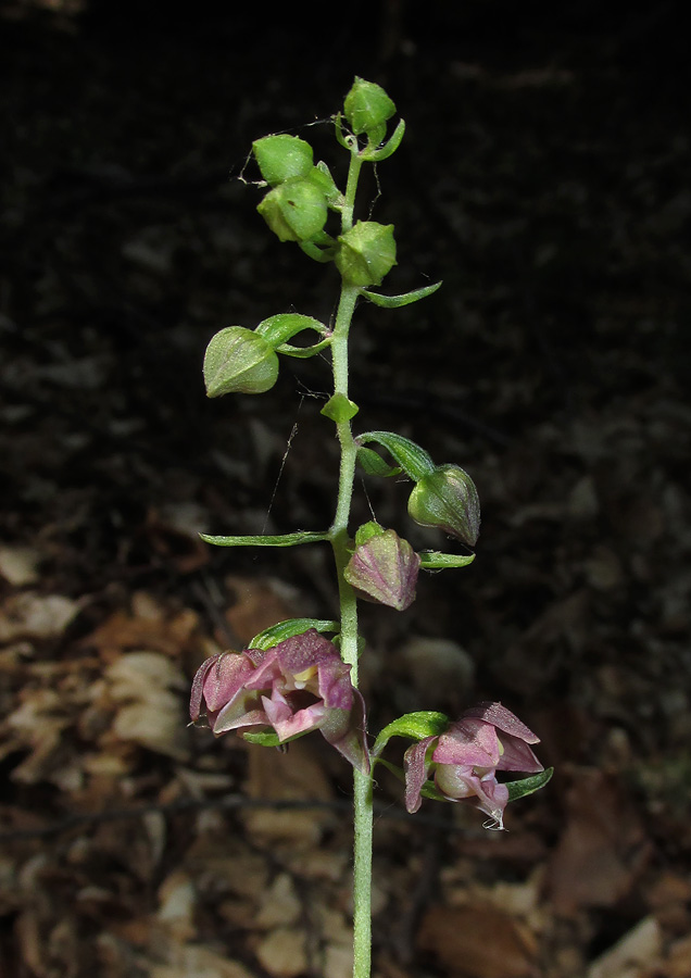 Image of Epipactis helleborine specimen.