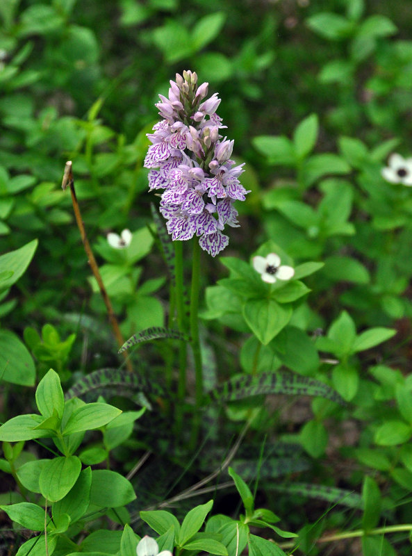 Image of Dactylorhiza psychrophila specimen.