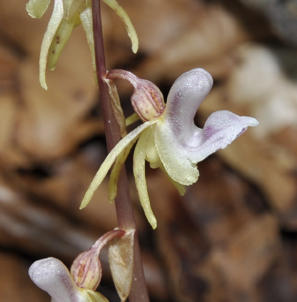 Image of Epipogium aphyllum specimen.