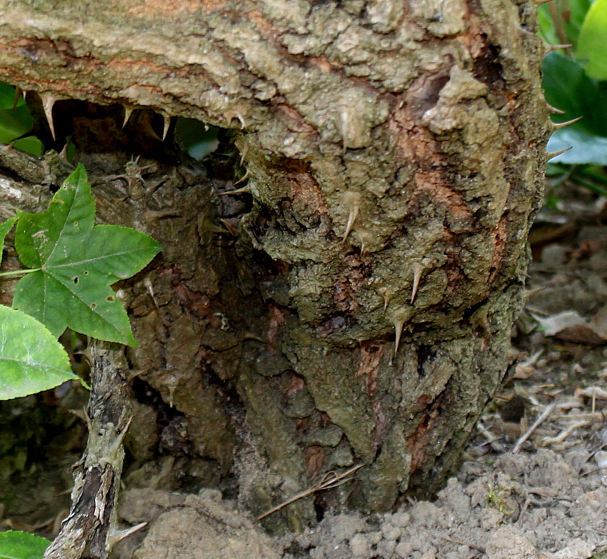 Image of Kalopanax septemlobus specimen.