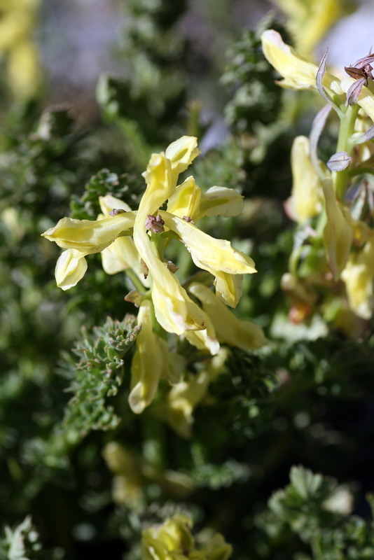 Изображение особи Corydalis gortschakovii.