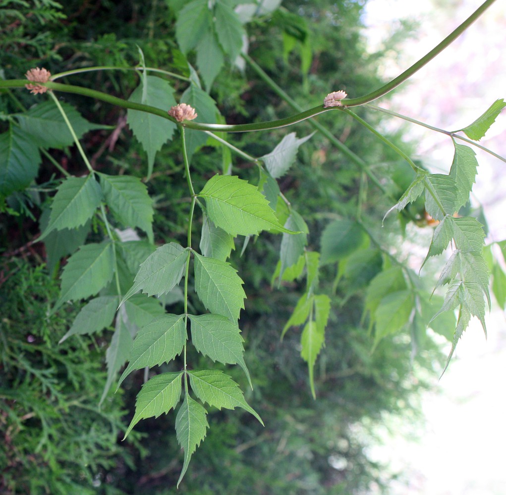 Изображение особи Campsis radicans.