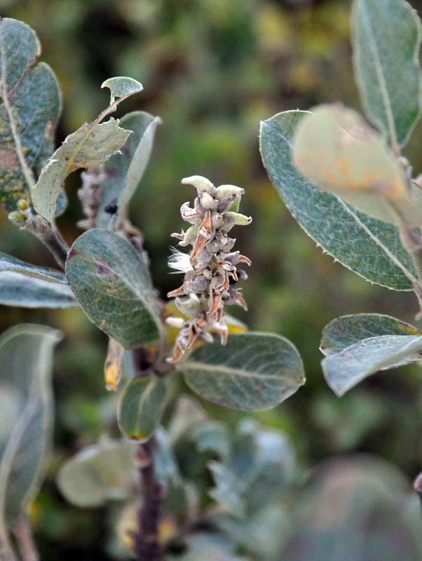 Изображение особи Salix glauca.