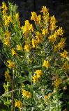 Genista tinctoria