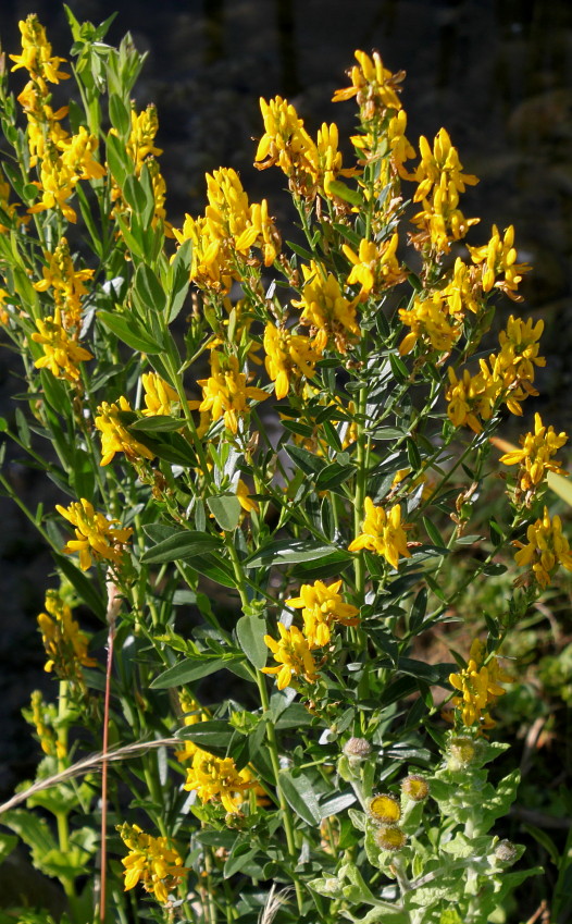 Image of Genista tinctoria specimen.