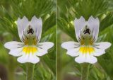 Euphrasia