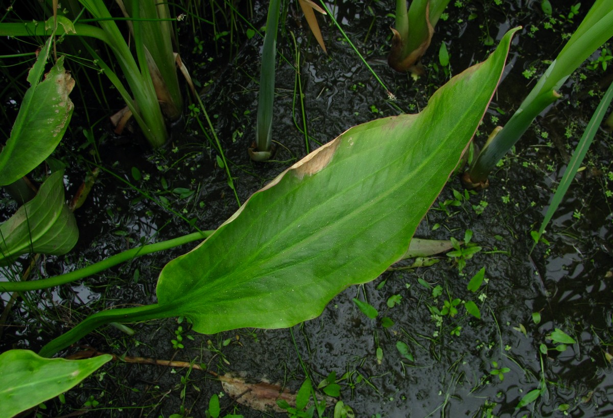 Image of Alisma &times; rhicnocarpum specimen.