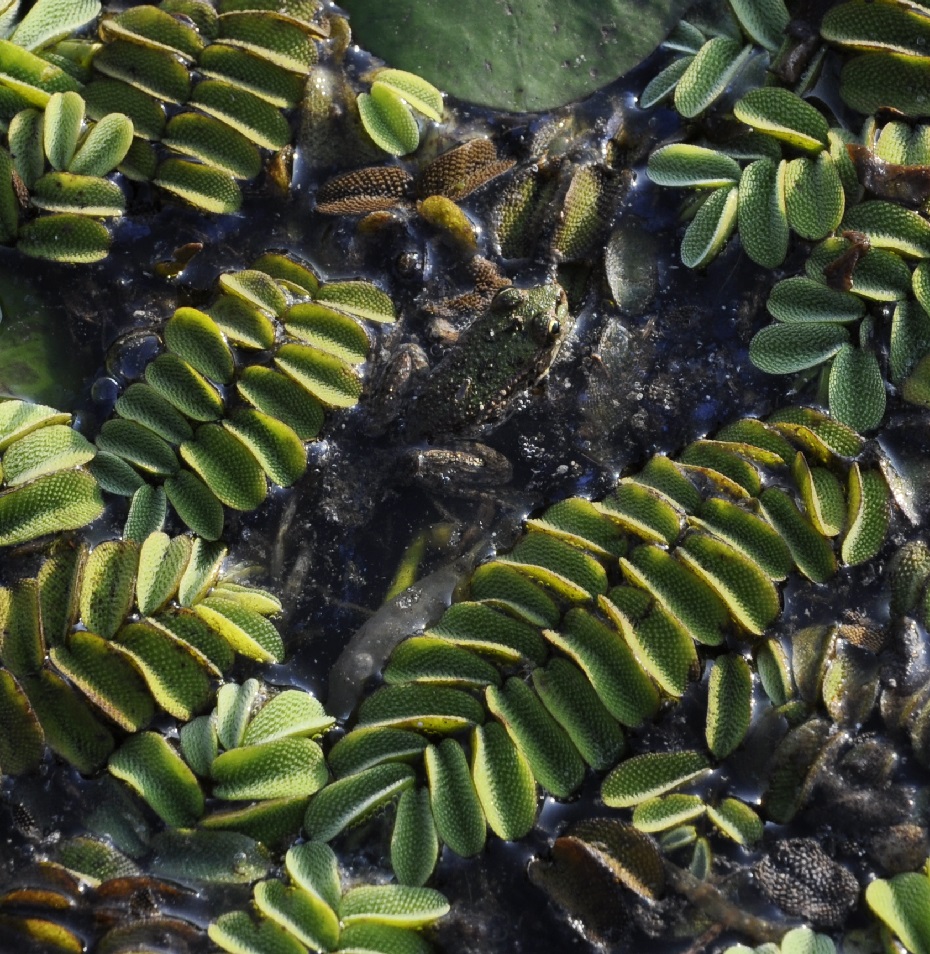 Image of Salvinia natans specimen.