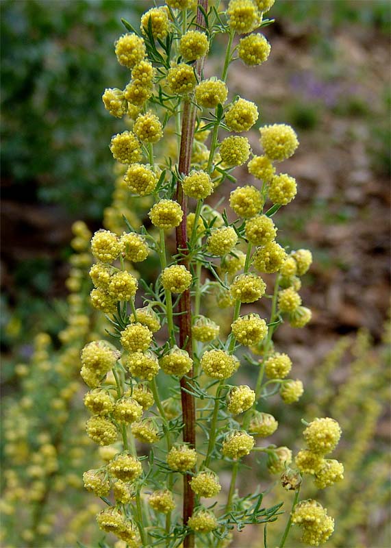 Изображение особи Artemisia chamaemelifolia.