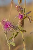 genus Centaurea. Часть побега с соцветиями. Ростовская обл., Аксайский р-н, окр. хут. Александровка. 12.10.2014.