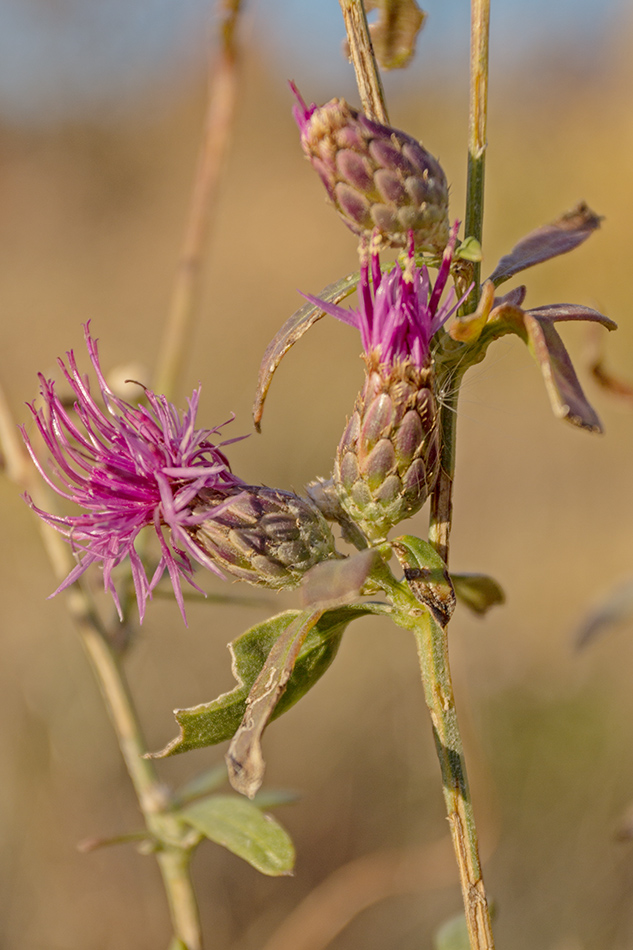 Изображение особи род Centaurea.