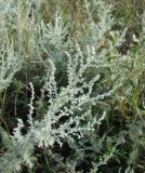 Artemisia austriaca