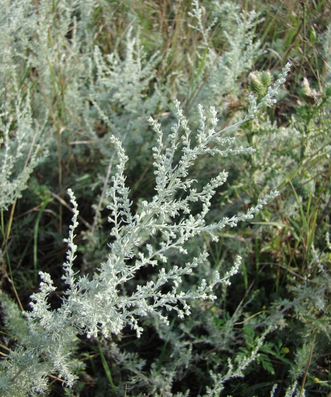 Изображение особи Artemisia austriaca.