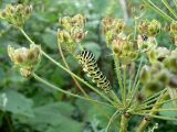 Heracleum lanatum