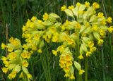 Primula veris