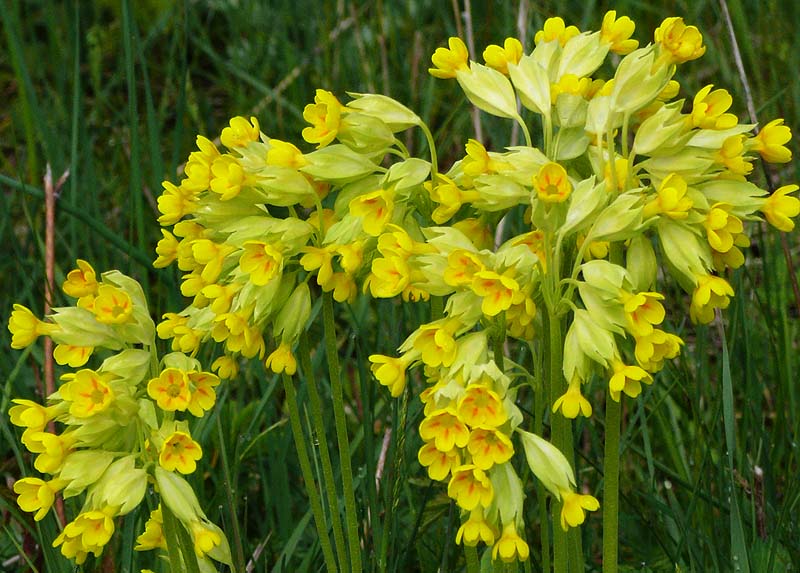 Изображение особи Primula veris.