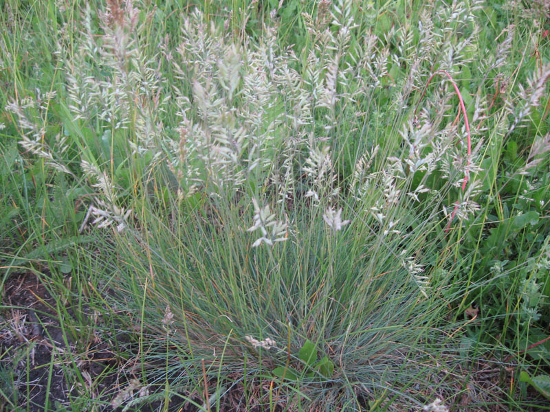 Image of Festuca valesiaca specimen.