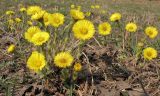 Tussilago farfara