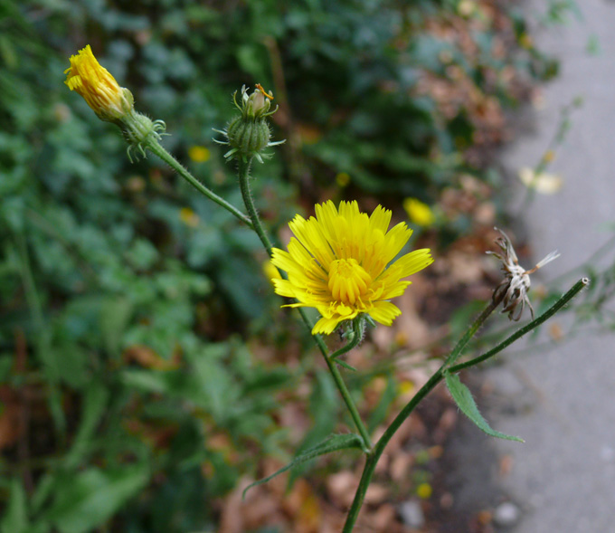 Image of Picris pauciflora specimen.