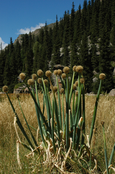 Изображение особи Allium altaicum.