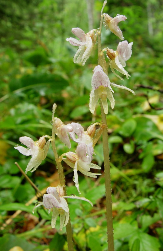 Image of Epipogium aphyllum specimen.