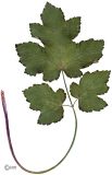 Image of taxon representative. Author is Сергей Наумов