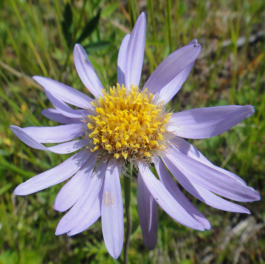 Изображение особи Aster serpentimontanus.