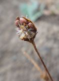 Potentilla bifurca. Вскрывшийся полуосыпавшийся плод. Иркутская обл., Иркутский р-н, дер. Позднякова, пустырь. 02.05.2015.