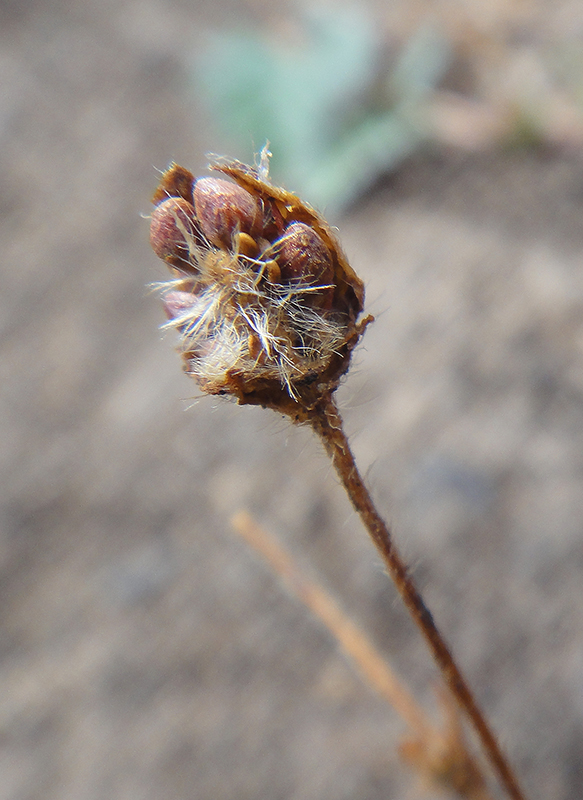 Изображение особи Potentilla bifurca.