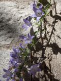 Campanula pyramidalis. Часть соцветия. Черногория, г. Котор, Старый Город, на стене дома. 09.10.2014.