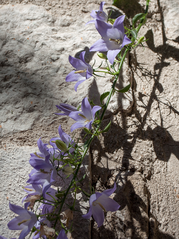 Image of Campanula pyramidalis specimen.