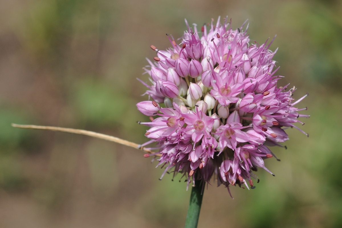 Изображение особи Allium psebaicum.