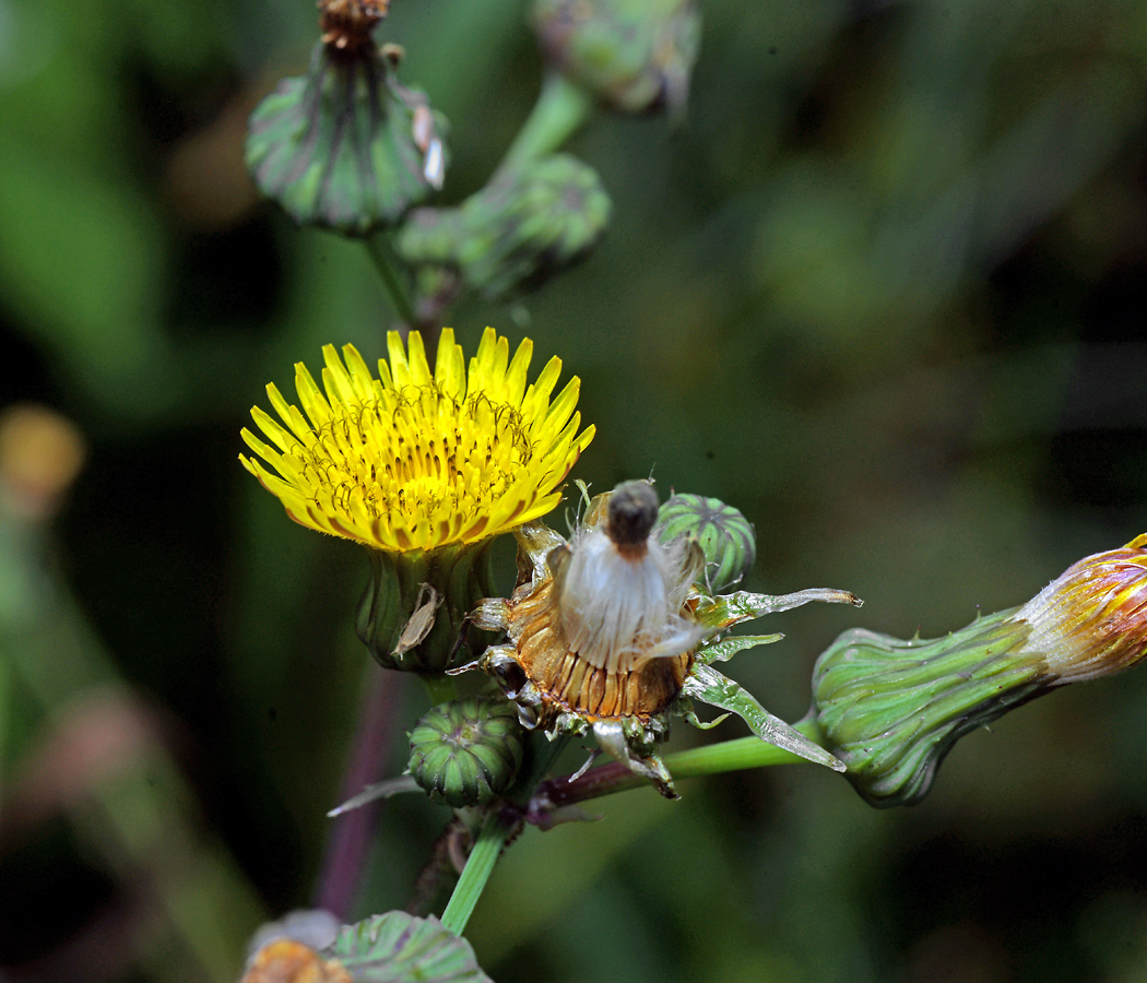 Image of Sonchus oleraceus specimen.