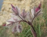Rindera tetraspis