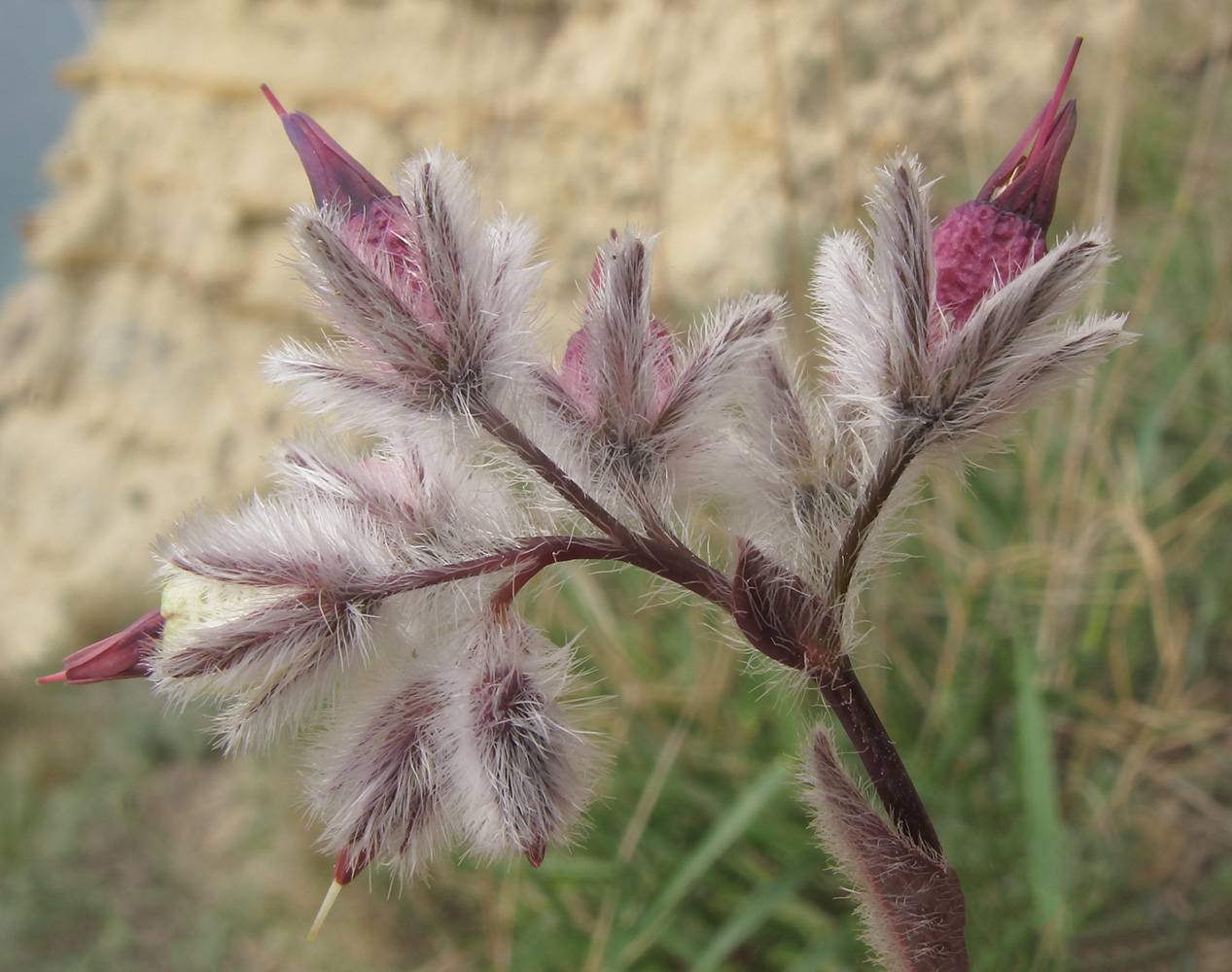 Изображение особи Rindera tetraspis.