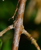 Cordia sinensis