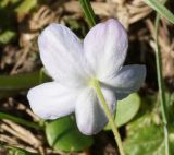 Anemone caerulea