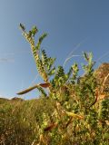 Caragana microphylla