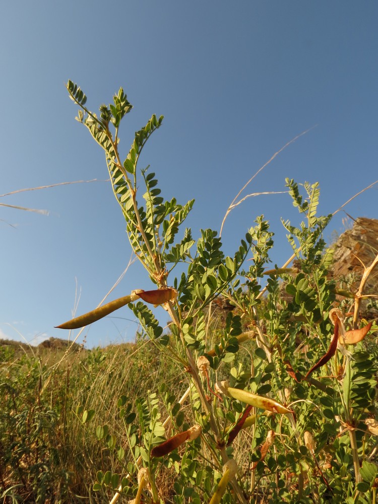 Изображение особи Caragana microphylla.