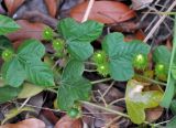 Passiflora foetida. Часть побега с бутонами и незрелым плодом. Таиланд, остров Пханган, у дороги. 22.06.2013.