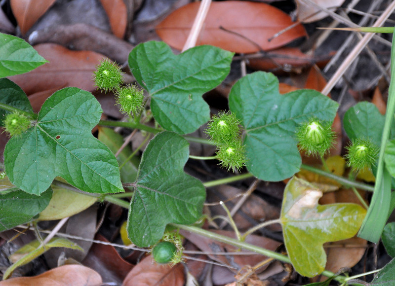 Image of Passiflora foetida specimen.