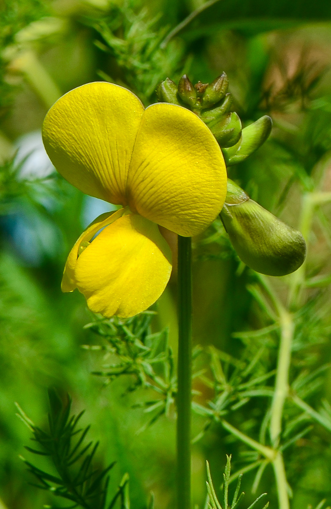 Image of Vigna luteola specimen.