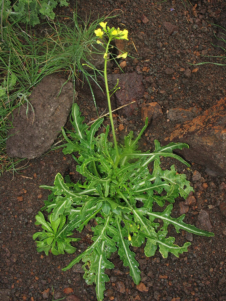 Image of Diplotaxis virgata specimen.