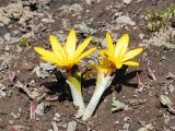 Colchicum luteum