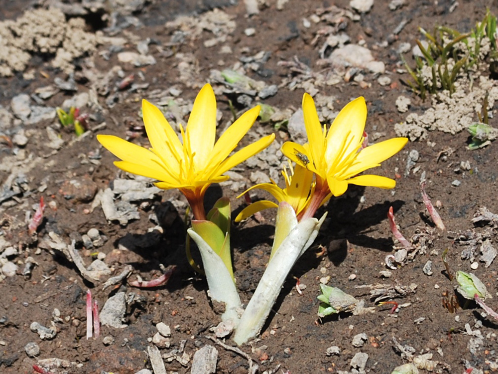 Изображение особи Colchicum luteum.