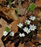 Hepatica asiatica. Цветущие растения. Приморский край, Шкотовский р-н, окр. с. Петровка, падь Чернюкова, дубовый лес. 01.05.2015.