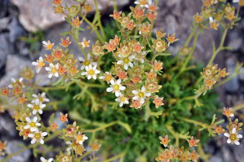 Изображение особи Saxifraga exarata.