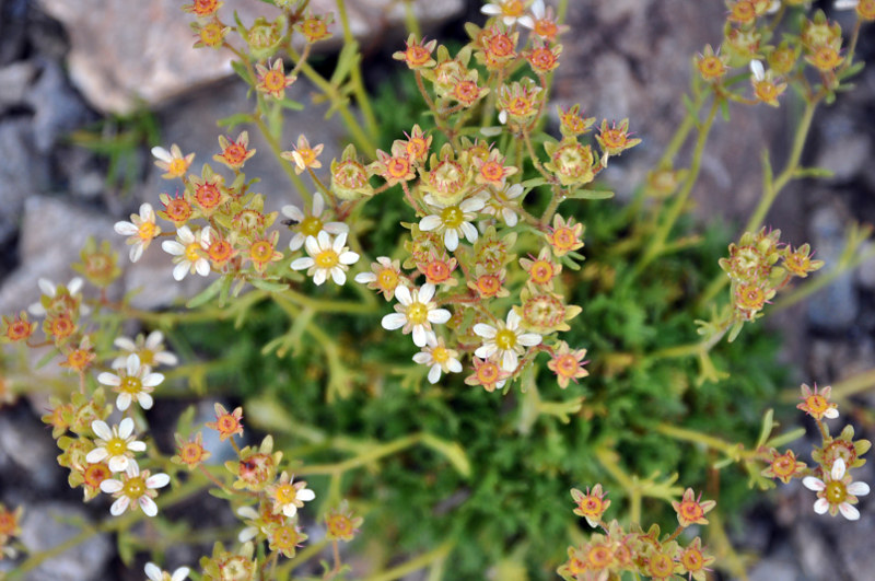 Image of Saxifraga exarata specimen.