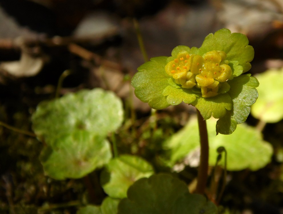 Image of Chrysosplenium alternifolium specimen.