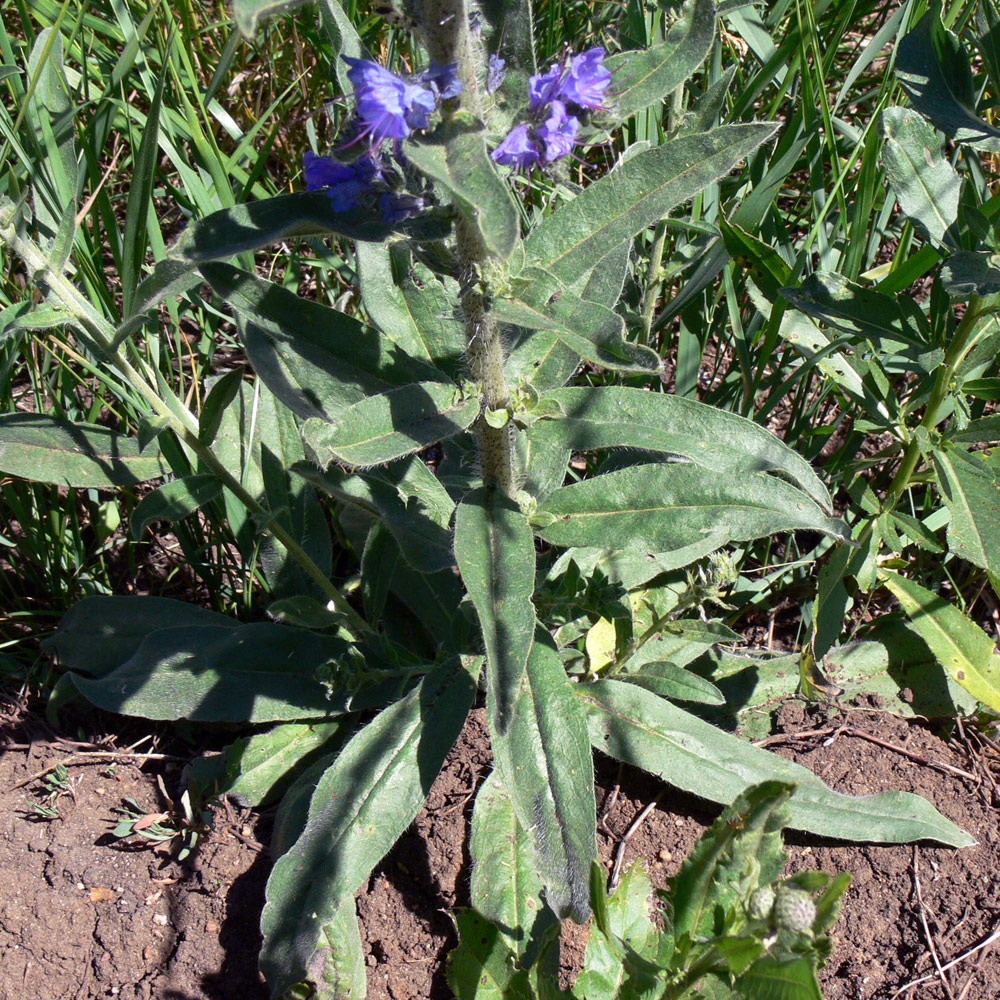 Изображение особи Echium vulgare.